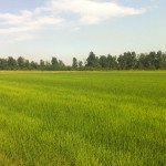 Risaia