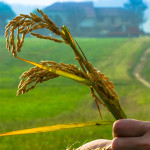 mano-grano2